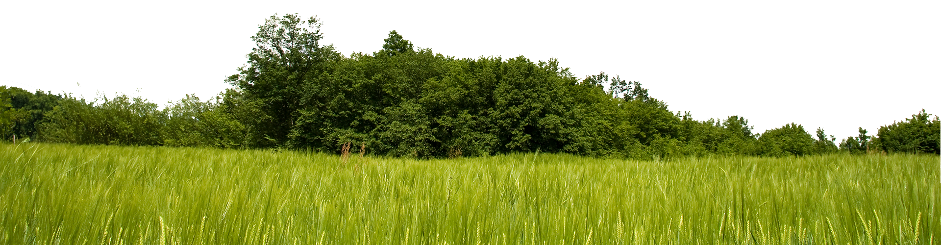 Image of a field of long grass looking toward trees in the background